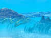 underwater.jpg (171719 bytes)